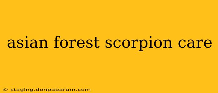 asian forest scorpion care