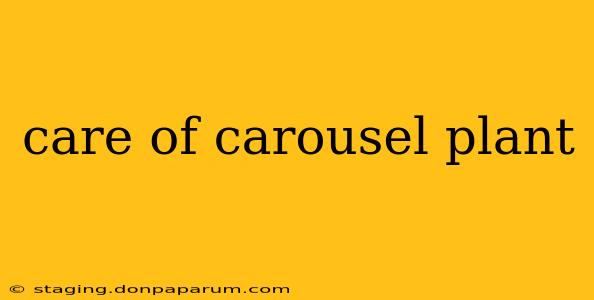 care of carousel plant