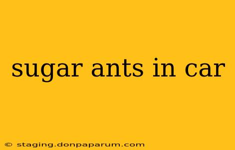 sugar ants in car